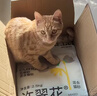 皇家室内成猫粮 Indoor27  50g【CRM会员付邮试用专享 请勿单独下单】 实拍图