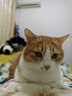 多特思猫零食猫条100支三文鱼味成猫幼猫咪零食湿粮 实拍图