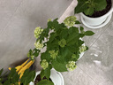 美乐棵 通用营养土养花花肥种植土花土肥料种菜土盆栽绿植专用土壤8L 实拍图