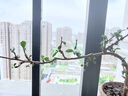 ALittleFlower【全网热销600W+】适用iPhone16e/14/13/13pro钢化膜苹果16e/14/13/13 pro手机膜保护膜防摔抗指纹 实拍图