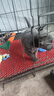 新宠之康 宠物羊奶粉400g狗狗猫咪成幼犬猫泰迪金毛羊奶粉营养补充 实拍图