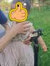 班喜迪【7A抗菌】女童裤子夏装2026新款洋气宝宝五分裤夏季儿童薄款短裤 实拍图
