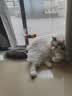 皇佳宠猫玩具猫咪电动悠悠球智能挂门自动升降逗猫棒自嗨解闷猫咪玩具 实拍图