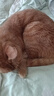 雷米高（RAMICAL）澳丽得 海洋鱼味猫粮海洋鱼味成猫幼猫粮猫粮 9kg 18斤 实拍图