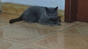 皇家挑嘴成猫猫粮 口感型 ES35通用粮12月以上10KG 实拍图