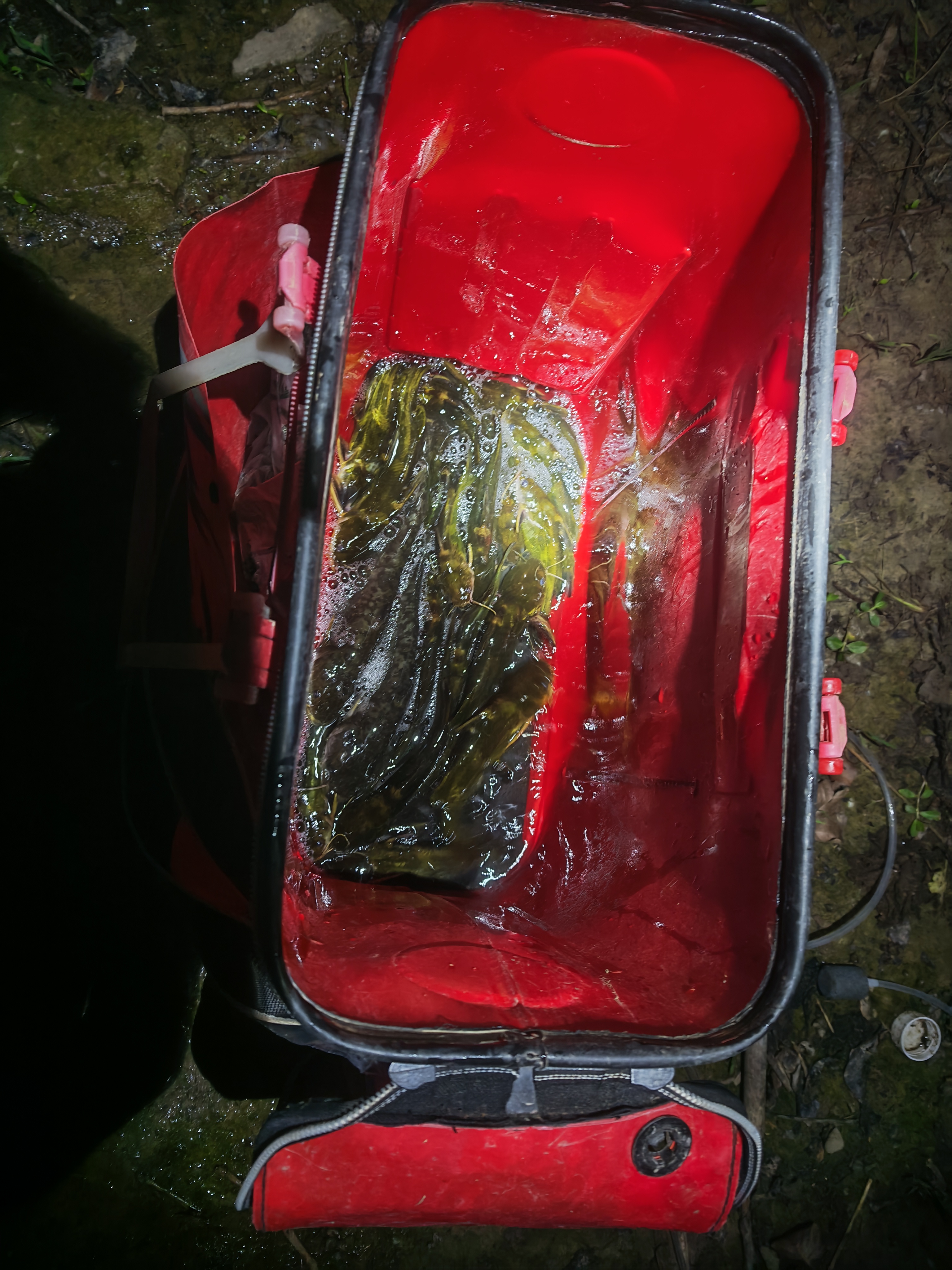 狼王乐钓鱼竿软尾小矶竿灵敏筏竿海竿岸抛竿桥伐竿短节矶钓竿套装全套 2.1米单根+竿稍+导环 实拍图