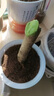 GERTHRON德国【冠军推荐】植物树木果树伤口愈合剂涂切口盆景果树苗木伤愈 专业植物树木伤口愈合剂 500g 1瓶 【热销爆款】促进树木伤口愈合 实拍图