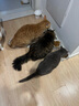 伟嘉猫粮成猫全价猫粮亮毛蓝猫均衡营养10kg海洋鱼夹心粮【原料透明】 实拍图