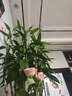 创星鱼缸加热棒电加热器自动恒温水族箱小型乌龟缸加温棒HCH 【自动恒温】适50-150L内蓝头HCH-300W 实拍图