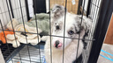 喵先生狗笼子 狗笼小中大型犬加粗加固金毛拉布拉多一体带厕所分离笼子 方管框架+加粗铁丝【110*73*95cm】80斤内适用 实拍图