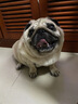 蒙贝萨能山羊奶 狗狗零食 营养补水犬猫通用 幼犬幼猫奶 200ml 实拍图