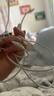 Apple/苹果 EarPods USB-C有线耳机 type-c有线耳机  iPhone 17有线耳机笔记本耳机游戏音乐 实拍图