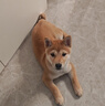 疯狂小狗冻干夹心狗粮比熊小型犬幼成犬粮鸡肉兔肉鸭肉牛肉组合9kg18斤 实拍图