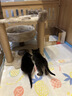 喵仙儿猫爬架大型一体猫窝多层跳台剑麻猫抓柱耐磨猫抓板不掉屑猫玩具 实拍图
