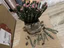 行湘钱串子植物多肉盆栽花卉 招财钱串子大盆+四方糖树脂盆 源头直发 实拍图