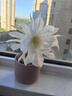 润本儿童植物精油手环30条*2儿童专用精油香圈森林动物+恐龙王国 实拍图