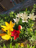 史丹利大块椰砖4.5KG 营养土椰糠养花通用型花土椰壳种菜专用脱盐椰子土 实拍图
