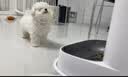 宠迈鑫纯种比熊幼犬小型小体活物卷毛血统比熊犬茶杯宠物狗狗长不大可爱 血统比熊 2026-05-06 ， 母 实拍图