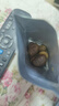 关氏栗泉有机板栗仁休闲健康零食即食甘栗仁每日坚果迁西板栗仁50g/袋 实拍图