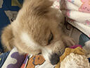 麦富迪 狗狗零食 藻趣儿火腿肠成幼犬训练奖励宠物零食混合味1000g 实拍图