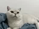 逸诺（enoug）SOS猫咪沐浴露宠物沐浴露清洁留香除臭洗澡专用香波抑菌防护280ml 实拍图