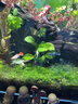 疯狂水草孔雀鱼活体水族宠物观赏鱼冷水耐活小型热带鱼淡水鱼苗 【3CM左右】精品孔雀鱼B 共8条 实拍图