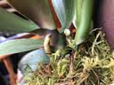 双花剑蝴蝶兰盆栽兰花大苗带花剑带花苞四季开花室内花好养易成活 1.紫色恋人--双花剑发货 塑料盆栽好 实拍图