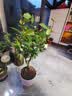 原生长寿冠海棠花盆栽四季开花树苗花卉植物室内盆景老桩耐寒好养 5年海棠【带原土 带花苞】 不含盆 实拍图