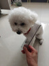 HELLOJOY宠物猫咪狗狗排梳猫梳子宠物去浮毛开结钢梳布偶长毛猫专用猫毛梳 实拍图