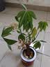九千谷花盆加仑盆塑料花盆家用园艺种植小花盆带托盘14*14cm 2个装5051 实拍图