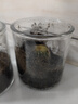 行湘仙人球多肉植物盆栽办公室室内小摆件 金冠+圆柱玻璃瓶 源头直发 实拍图