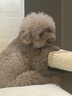 XP适用苹果17手机壳镜头全包iphone17防摔散热磨砂商务高级感蜡笔小新男女保护外壳-石墨灰独立新仔 实拍图