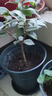 奥美优加仑盆花盆树脂透气防烂根塑料种植盆栽盆带托盘一体家用加厚 实拍图