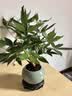八芽盆栽发财树植物室内禅意招财树盆景办公室桌面绿植源头直发包邮 五福发财树-圆肚盆-密胺托盘 含盆 实拍图