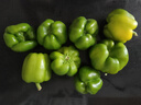 现摘新鲜圆辣椒超市即食太空椒皮厚肉多不辣水果灯笼椒 山东圆椒净重1.8斤 实拍图