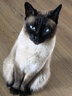 pidan猫砂 豆腐猫砂2.4kg*6包强力吸臭纯猫砂 可冲厕所非膨润土砂 实拍图
