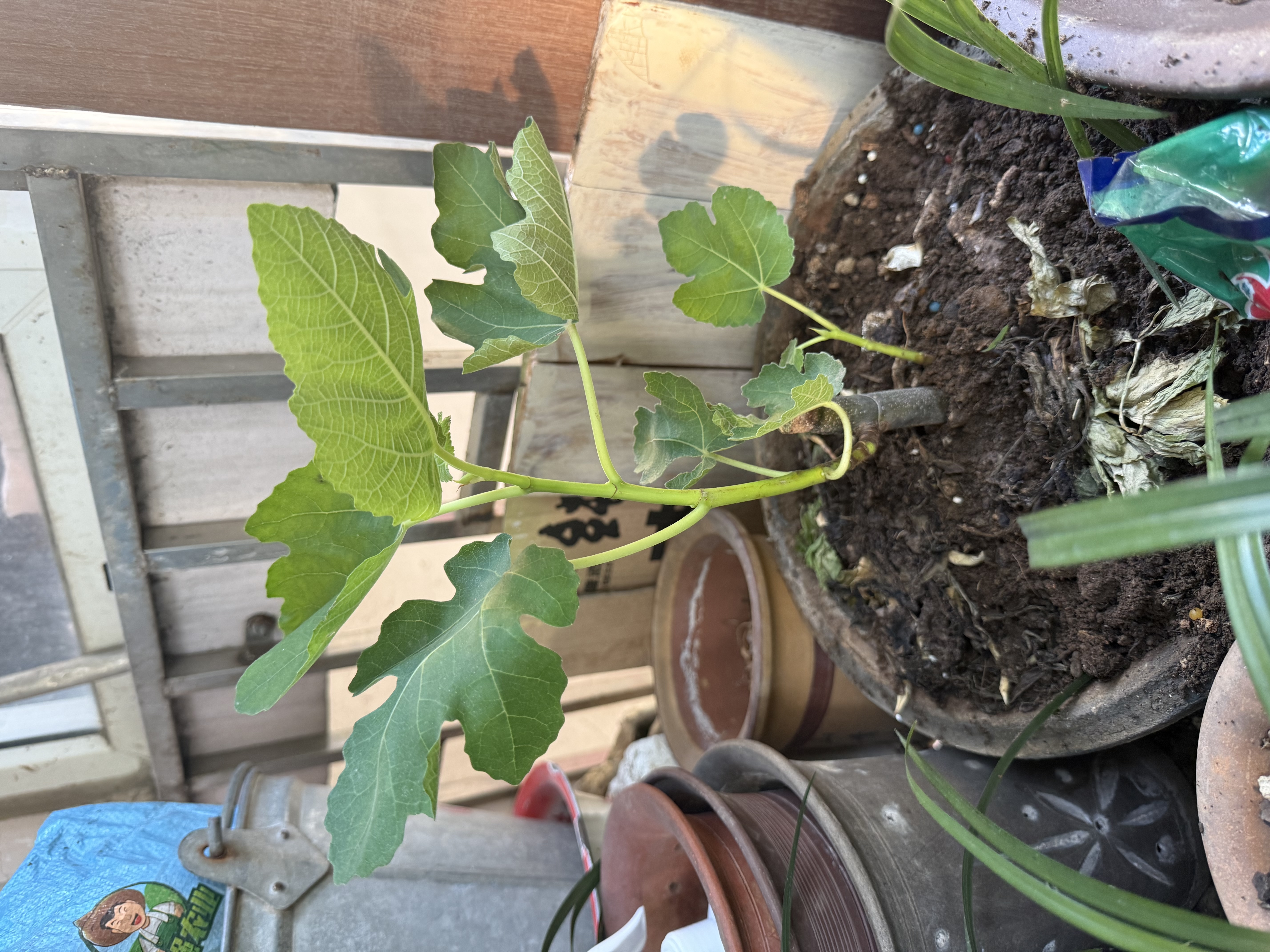 【原盆原土】波姬红无花果树苗盆栽带果特大果耐寒南北方种植地栽 1cm-1.5cm 粗 25-35cm高原盆原土 大果波姬红1盆带叶当年挂果 实拍图