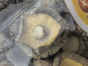 七鲜 古田香菇120g 实拍图
