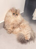 皇家猫粮 幼猫猫粮 幼猫奶糕 K36 通用粮 4-12月 4.5KG 实拍图