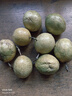 京喜加广西钦蜜9号黄金百香果青果发货当季新鲜大果黄皮果奶茶店水果 【大果1斤】约5-8个单果60-70g 实拍图
