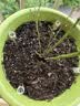 施可丰发酵松鳞腐熟松树皮花土兰花土植料蝴蝶兰专用铺面花肥有机兰科 实拍图