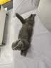 麦富迪猫粮 超肉粒冻干双拼成猫粮美毛护肠三文鱼10kg/20斤【宠物金选】 实拍图