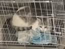 贝初众猫笼别墅折叠小猫笼子带厕所一体双层大号猫咪笼子家用适合大猫屋 白色单层50*35*40cm【幼猫适用】 铲屎官推荐【折叠免安装】/带厕所 加粗加密/真材实料 实拍图