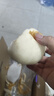 京鲜生【绿色认证】长城羊脂秋月梨 4.5斤装 大果5-7粒 单果300g+ 水果 实拍图