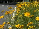 碧然德（BRITA）家用净水壶 滤水壶滤芯 MAXTRA+LE 去水垢专家滤芯 6枚装 实拍图