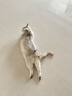 网易严选全价猫粮4.0 成幼猫通用无谷全阶段滋补猫粮 乳鸽乌鸡味1.5kg*6袋 实拍图