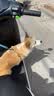 皇家狗粮 成犬粮 通用犬型 CC通用狗粮12月以上 8KG【成犬通用】 实拍图