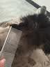 HELLOJOY宠物猫咪狗狗排梳猫梳子宠物去浮毛开结钢梳布偶长毛猫专用猫毛梳 实拍图