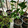 致荟树玫瑰花苗四季开花盆栽花卉植物室内外庭院蔷薇月季花老桩带花树苗 混色系【5颗】 实拍图
