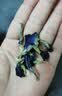 福茗源蓝蝴蝶花鲜干花精选蝶豆花鸡尾酒奶茶调色食用养生茶80g 实拍图